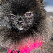 Maya participe au concours pour gagner de l'argent avec cette photo : dog, pomeranian, black_fur, fluffy, pet, pink_harness, close_up, outdoor, animal, cute, small_dog, fur, portrait, canine, pet_accessory, sunlight, nose, ears, whiskers, friendly