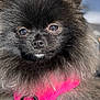 dog, pomeranian, black_fur, fluffy, pet, pink_harness, close_up, outdoor, animal, cute, small_dog, fur, portrait, canine, pet_accessory, sunlight, nose, ears, whiskers, friendly