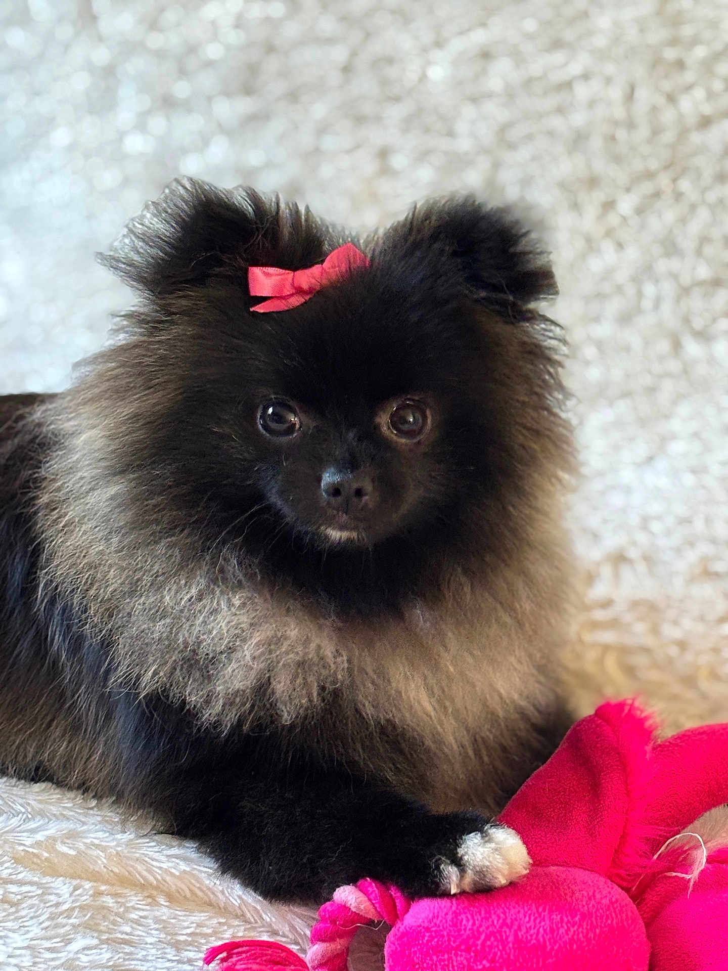 Maya a rejoint le concours — aidez-le/la à gagner de superbes lots ! dog, pomeranian, black_fur, red_bow, toy, plush_toy, pink, paw, blanket, fur, pet, animal, cute, indoor, cozy, lying_down, face, eyes, small_dog, looking_at_camera