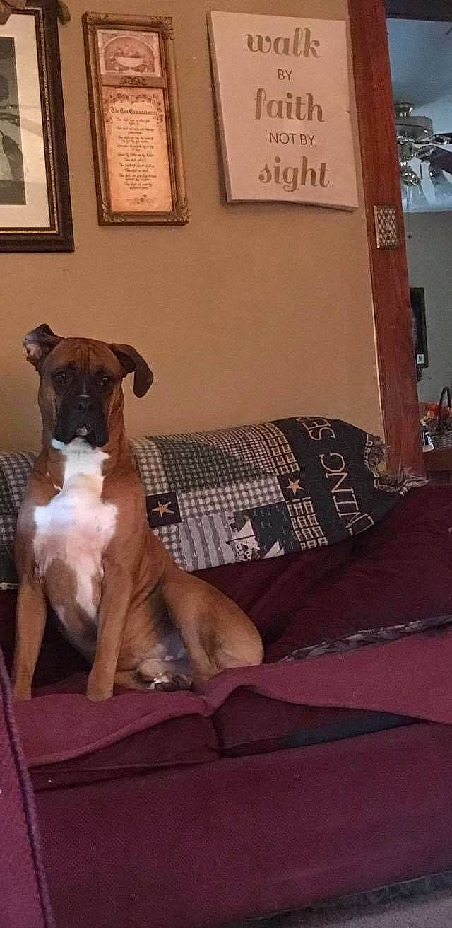 Rocky joined the competition — help win amazing prizes! bedding, brown, carnivore, companion_dog, dog, dog_breed, dog_supply, fawn, home, home_accessories, interior_design, linens, liver, picture_frame, pillow, room, snout, wall, working_animal