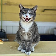 Lino joined the competition — help win amazing prizes! animal, cat, closeup, cute, domestic_cat, ears, feline, friendly, fur, gray_cat, happy_expression, ledges, mouth_open, outdoor, pet, portrait, sitting, whiskers, white_paws, yellow_wall