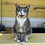 animal, cat, closeup, cute, domestic_cat, ears, feline, friendly, fur, gray_cat, happy_expression, ledges, mouth_open, outdoor, pet, portrait, sitting, whiskers, white_paws, yellow_wall