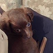 Bleu is registered to the contest to win money with this photo: puppy, brown, dog, cute, pet, fur, animal, indoor, snuggling, looking_up, chew_stick, cozy, closeup, young, companion, domestic, adorable, soft, face, ears