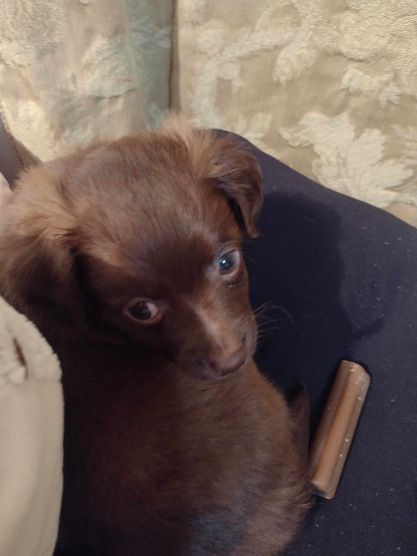 Bleu is registered to the contest to win money with this photo: puppy, brown, dog, cute, pet, fur, animal, indoor, snuggling, looking_up, chew_stick, cozy, closeup, young, companion, domestic, adorable, soft, face, ears