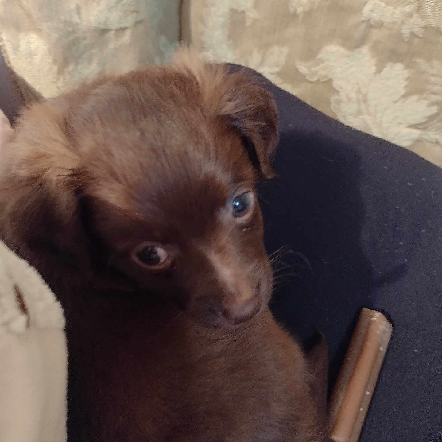 Oliver