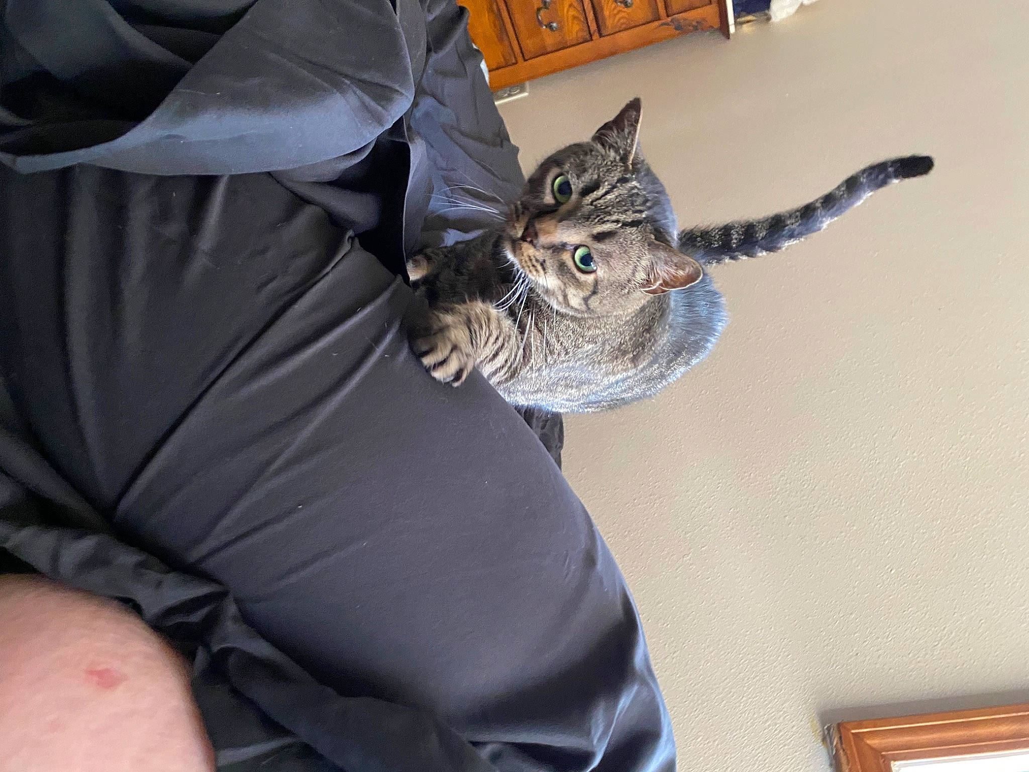 Trumpet joined the competition — help win amazing prizes! carnivore, cat, claw, comfort, domestic_short_haired_cat, elbow, felidae, fur, human_leg, sleeve, small_to_medium_sized_cats, tail, whiskers