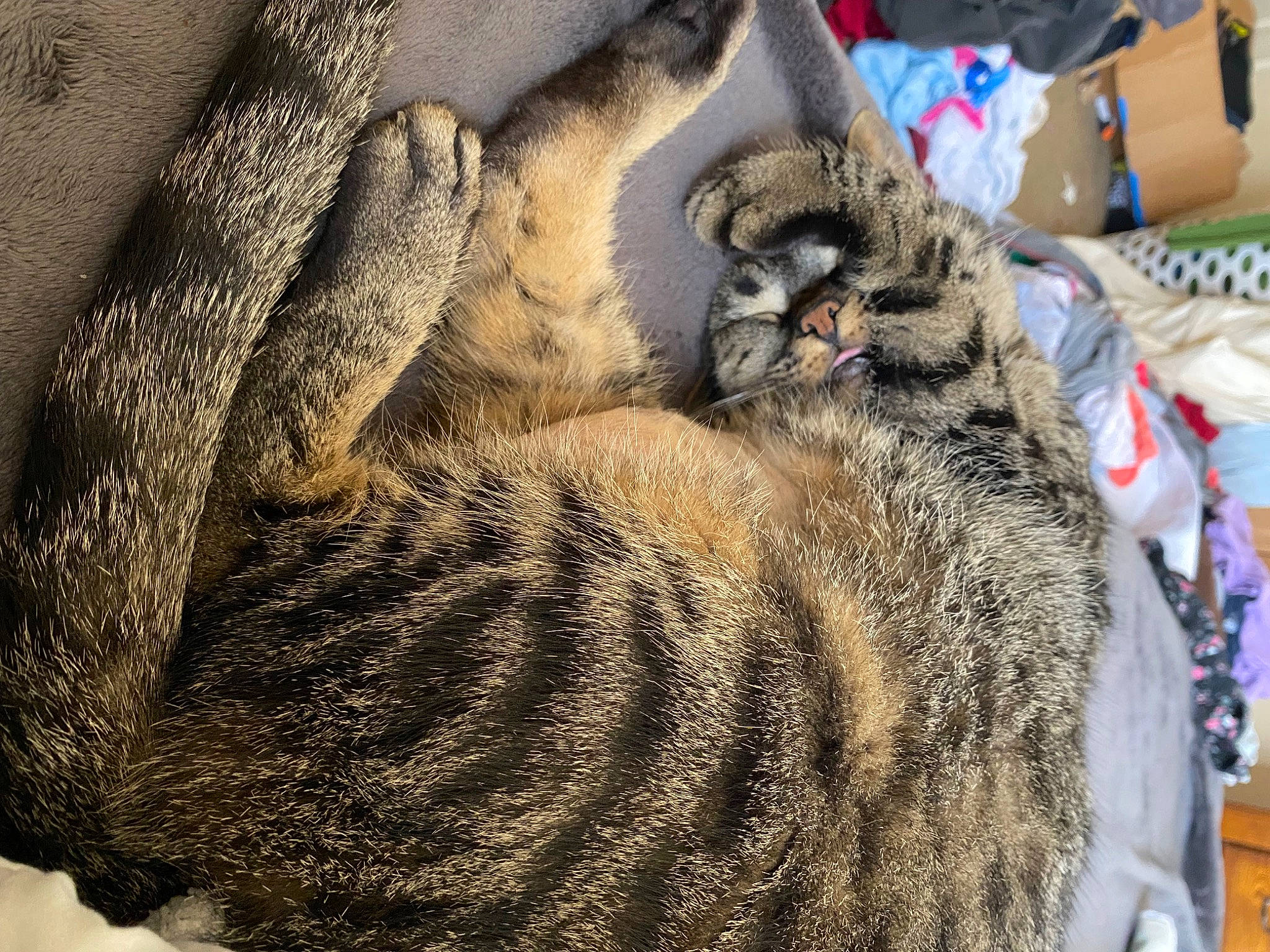 Trumpet joined the competition — help win amazing prizes! carnivore, cat, claw, comfort, domestic_short_haired_cat, felidae, fur, grass, grey, human_leg, nap, pattern, paw, sleep, small_to_medium_sized_cats, snout, tail, terrestrial_animal, whiskers, wildlife