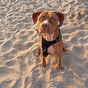 Nala a rejoint le concours — aidez-le/la à gagner de superbes lots ! dog, beach, sand, pet, animal, outdoor, canine, sitting, brown_dog, harness, sunlight, daylight, cute, portrait, looking_up, ears, paws, nature, friendly, loyal