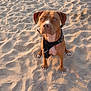 dog, beach, sand, pet, animal, outdoor, canine, sitting, brown_dog, harness, sunlight, daylight, cute, portrait, looking_up, ears, paws, nature, friendly, loyal