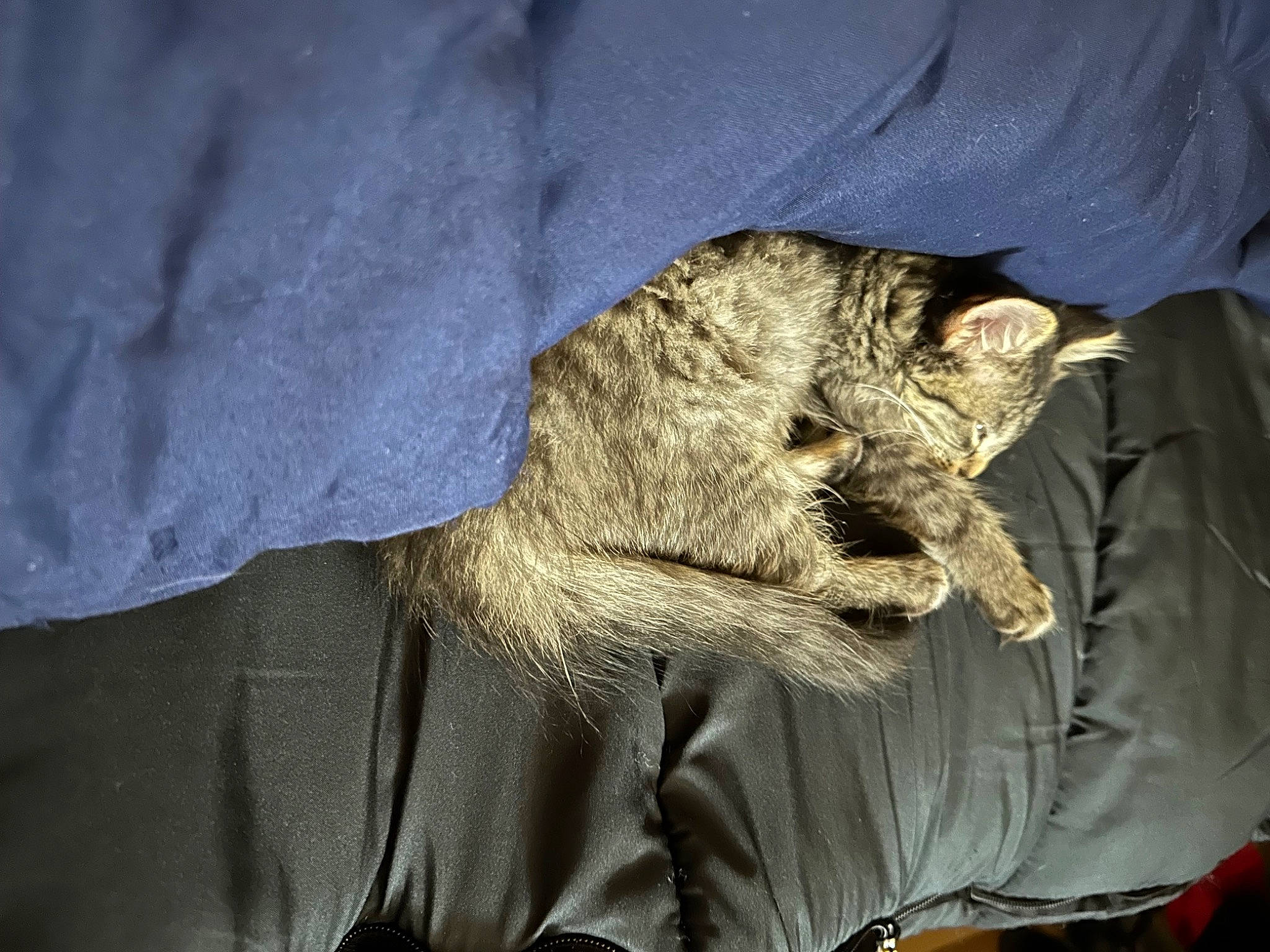 Tinker Bell is registered to the contest to win money with this photo: carnivore, cat, claw, comfort, darkness, domestic_short_haired_cat, electric_blue, felidae, fur, grey, nap, paw, sitting, sleep, small_to_medium_sized_cats, tail, terrestrial_animal, whiskers