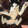 kitten, cat, black_and_white, paw, fur, whiskers, animal, pet, lying_down, playful, cute, young, domestic_cat, four_legs, claws, face, ears, human_hand, fabric, resting