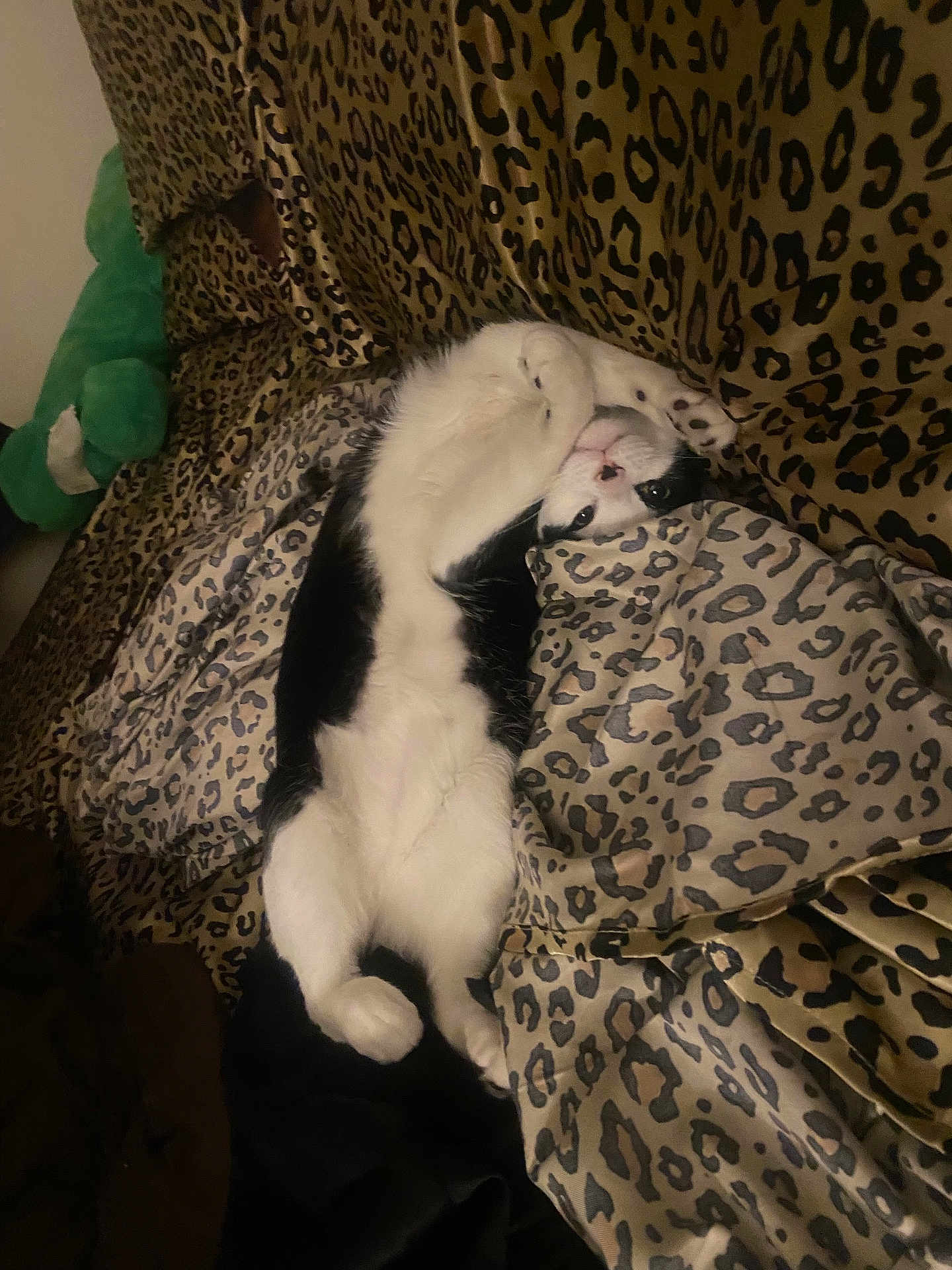 Bmo joined the competition — help win amazing prizes! cat, black_and_white, leopard_print, blanket, upside_down, feline, indoor, resting, cozy, pattern, fur, pet, cute, animal, soft, comfort, sleeping, relaxing, home, couch