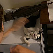 Bmo is registered to the contest to win money with this photo: cat, black_and_white_cat, indoor, blurry, motion, action, animal, furniture, table, umbrella, human_arm, startled, pet, meowing, room, wooden, domestic, face_visible, motion_blur, background