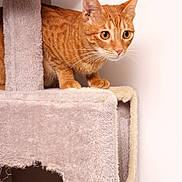 Simbi is registered to the contest to win money with this photo: cat, orange_tabby, cat_tree, carpeted, indoor, pet, animal, feline, whiskers, ears, alert, curious, wide_eyes, crouching, fur, scratched, hole, beige, wall, household