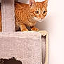 cat, orange_tabby, cat_tree, carpeted, indoor, pet, animal, feline, whiskers, ears, alert, curious, wide_eyes, crouching, fur, scratched, hole, beige, wall, household