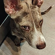 Tyson is registered to the contest to win money with this photo: dog, pet, canine, ears, floor, indoor, curious, brown, white, snout, animal, looking_up, closeup, fur, domestic_animal, portrait, companion, alert, house, cute