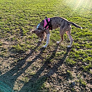 Tyson joined the competition — help win amazing prizes! animal, canine, daylight, daytime, dog, earth, field, grass, greenery, ground, harness, nature, outdoor, park, pet, playful, shadow, sniffing, sunlight, sunshine