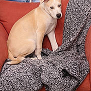 Koda is registered to the contest to win money with this photo: dog, couch, blanket, indoor, pet, blue_eyes, tan_dog, fur, canine, cozy, seated, portrait, home, furniture, comfort, animal, relaxed, background, decor, resting