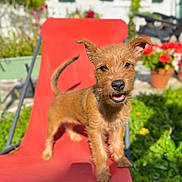 Rosalie participe au concours pour gagner de l'argent avec cette photo : animal, brown_dog, daylight, dog, ears, flowers, fur, garden, greenery, happy, nature, outdoor, pet, playful, puppy, red_chair, small_dog, summer, sunlight, tail