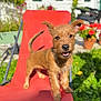 animal, brown_dog, daylight, dog, ears, flowers, fur, garden, greenery, happy, nature, outdoor, pet, playful, puppy, red_chair, small_dog, summer, sunlight, tail