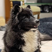 Walter participe au concours pour gagner de l'argent avec cette photo : dog, black_and_white, fluffy, pet, indoor, floor, tile, chair, furniture, television, relaxed, animal, canine, portrait, side_view, domestic, cute, companion, home, calm