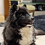 dog, black_and_white, fluffy, pet, indoor, floor, tile, chair, furniture, television, relaxed, animal, canine, portrait, side_view, domestic, cute, companion, home, calm