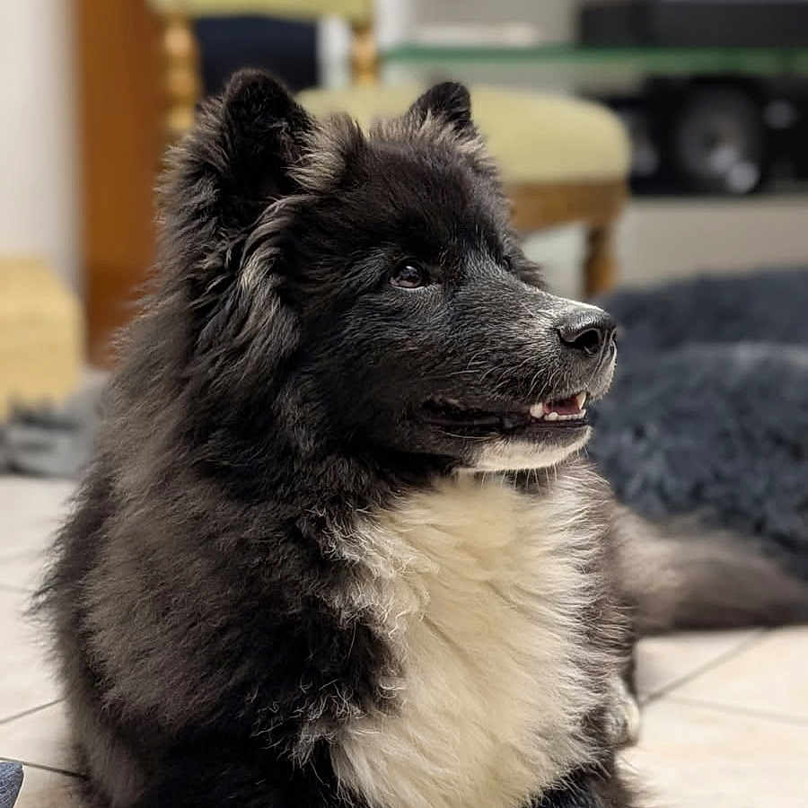 Walter participe au concours pour gagner de l'argent avec cette photo : animal, black_and_white, calm, canine, chair, companion, cute, dog, domestic, floor, fluffy, furniture, home, indoor, pet, portrait, relaxed, side_view, television, tile