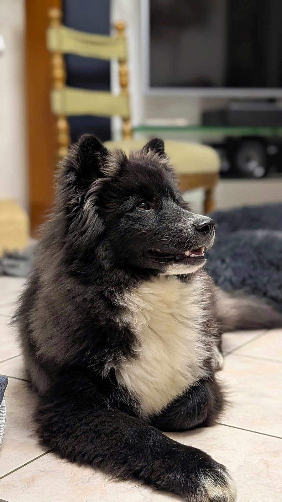 Walter participe au concours pour gagner de l'argent avec cette photo : dog, black_and_white, fluffy, pet, indoor, floor, tile, chair, furniture, television, relaxed, animal, canine, portrait, side_view, domestic, cute, companion, home, calm