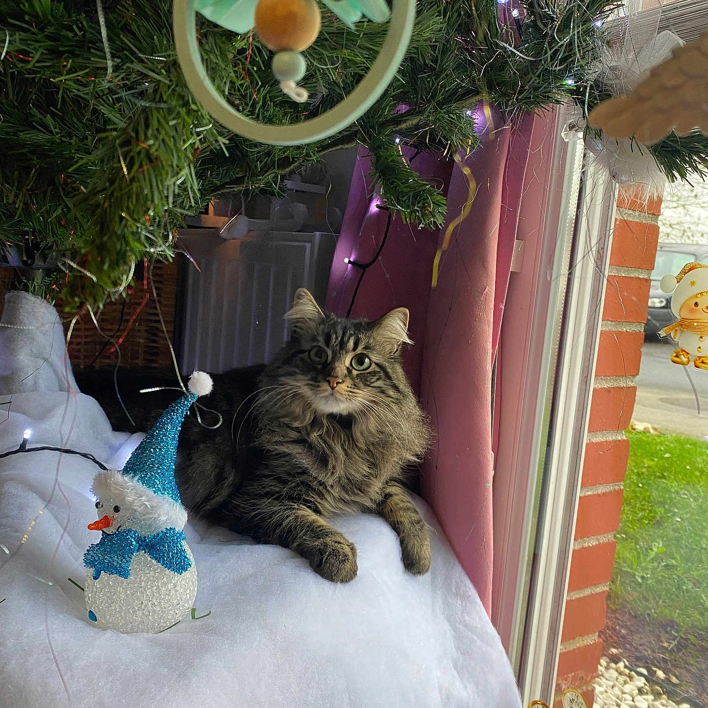 Victoire a rejoint le concours — aidez-le/la à gagner de superbes lots ! blanket, cat, christmas_tree, cozy, curtain, decorations, fluffy, furniture, glass, greenery, holiday, indoor, light, ornament, pet, relaxing, snowman, soft, tabby_cat, window