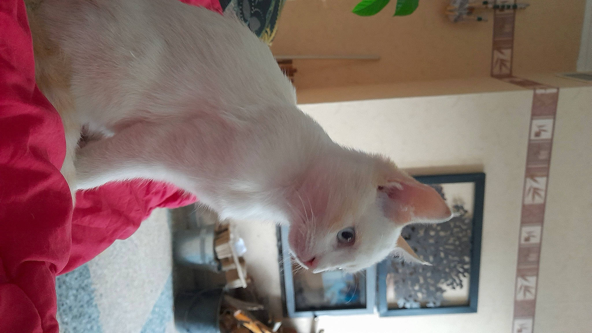 Monoï participe au concours pour gagner de l'argent avec cette photo : canidae, carnivore, companion_dog, dog, dog_breed, fawn, felidae, foot, fur, non_sporting_group, paw, picture_frame, snout, sporting_group, tail, terrestrial_animal, toy, whiskers