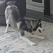 Liberty joined the competition — help win amazing prizes! canine, collar, couch, dog, domestic_animal, fur, hardwood_floor, home_interior, husky, indoor, leather_couch, living_room, patterned_rug, paws, pet, play_bow, playful, rug, tag, tongue_out
