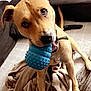 dog, toy, blue_toy, blanket, brown_dog, pet, indoor, living_room, remote_control, playful, canine, chewing, cozy, fur, ears, tail, paws, collar, domestic_animal, home