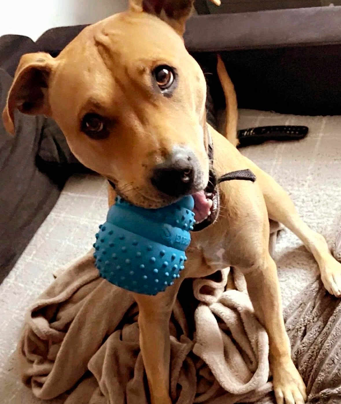 Saphire participe au concours pour gagner de l'argent avec cette photo : dog, toy, blue_toy, blanket, brown_dog, pet, indoor, living_room, remote_control, playful, canine, chewing, cozy, fur, ears, tail, paws, collar, domestic_animal, home