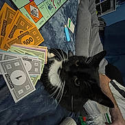 Russell joined the competition — help win amazing prizes! art, banknote, cash, cat, currency, dollar, felidae, fictional_character, font, fur, games, gesture, graphic_design, illustration, money, money_handling, paper, paper_product, small_to_medium_sized_cats, whiskers