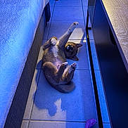 Anyma participe au concours pour gagner de l'argent avec cette photo : puppy, dog, floor, tile, bed, furniture, paw, stretching, indoor, toy, plush_toy, blue_lighting, shadow, cute, pet, lying_down, playful, animal, canine, home