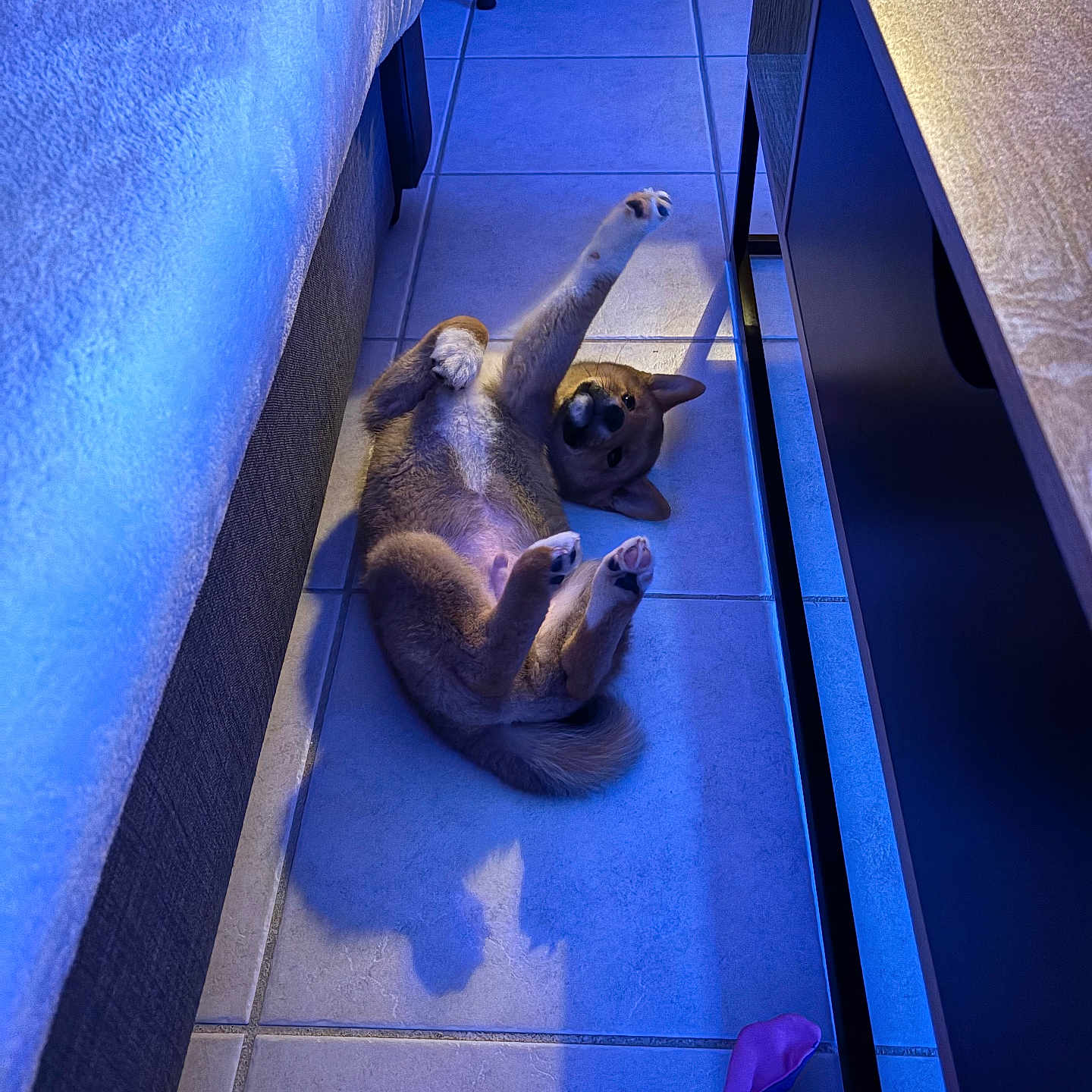 Anyma participe au concours pour gagner de l'argent avec cette photo : animal, bed, blue_lighting, canine, cute, dog, floor, furniture, home, indoor, lying_down, paw, pet, playful, plush_toy, puppy, shadow, stretching, tile, toy
