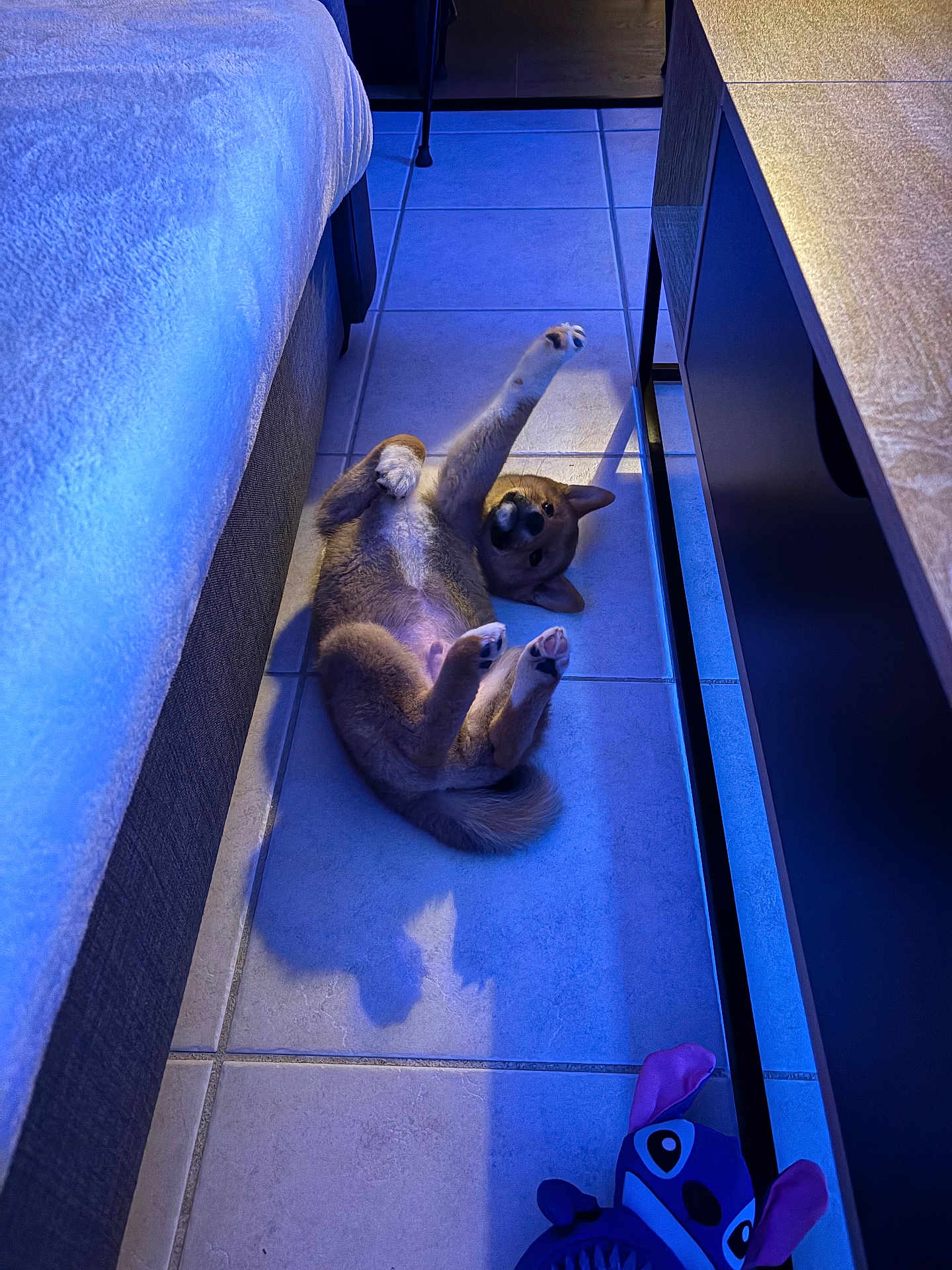 Anyma participe au concours pour gagner de l'argent avec cette photo : puppy, dog, floor, tile, bed, furniture, paw, stretching, indoor, toy, plush_toy, blue_lighting, shadow, cute, pet, lying_down, playful, animal, canine, home