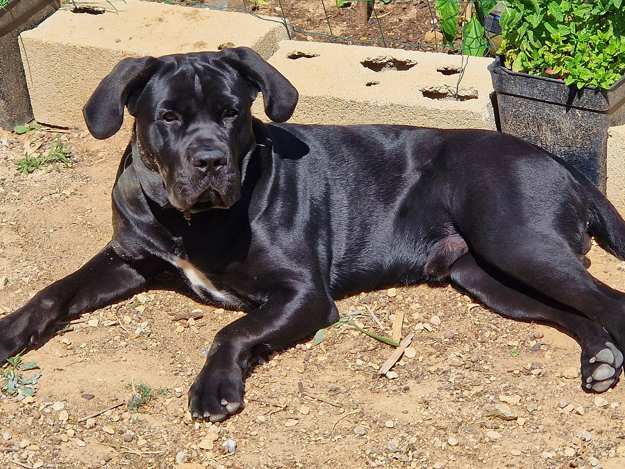 Sherman a rejoint le concours — aidez-le/la à gagner de superbes lots ! borador, canidae, carnivore, companion_dog, dog, dog_breed, dog_collar, fawn, grass, guard_dog, hunting_dog, non_sporting_group, pet_supply, plant, puppy, sporting_group, tail, terrestrial_animal, working_animal, working_dog