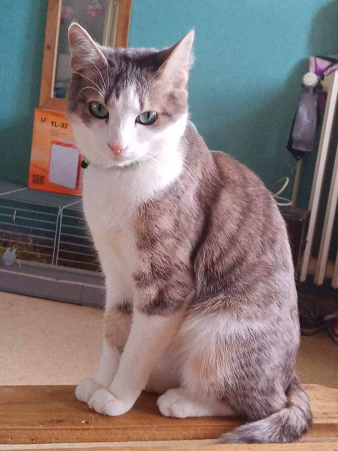 Maya participe au concours pour gagner de l'argent avec cette photo : carnivore, cat, chair, domestic_short_haired_cat, eye, felidae, foot, fur, hardwood, head, iris, paw, sitting, small_to_medium_sized_cats, snout, tail, whiskers, window