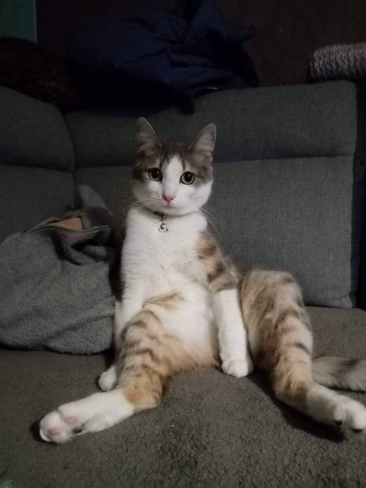 Maya participe au concours pour gagner de l'argent avec cette photo : carnivore, cat, claw, comfort, couch, domestic_short_haired_cat, felidae, foot, fur, grey, paw, sitting, small_to_medium_sized_cats, snout, tail, whiskers