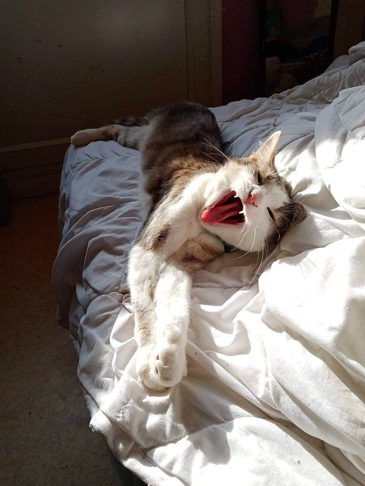 Maya a rejoint le concours — aidez-le/la à gagner de superbes lots ! bed, bed_sheet, bedding, carnivore, cat, claw, comfort, domestic_short_haired_cat, fang, felidae, foot, fur, grey, linens, paw, small_to_medium_sized_cats, snout, tail, whiskers, yawn