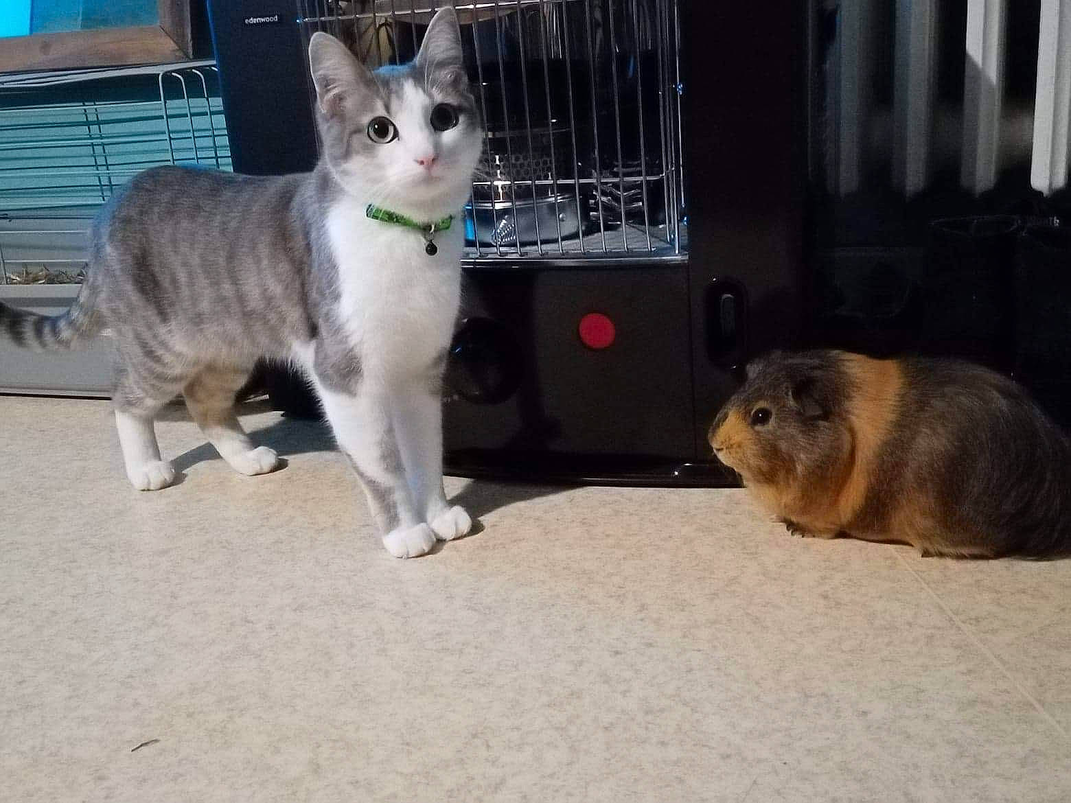 Maya a rejoint le concours — aidez-le/la à gagner de superbes lots ! canidae, carnivore, cat, domestic_short_haired_cat, event, fawn, felidae, fur, gas, paw, rabbit, rodent, sitting, small_to_medium_sized_cats, snout, tail, terrestrial_animal, vertebrate, whiskers