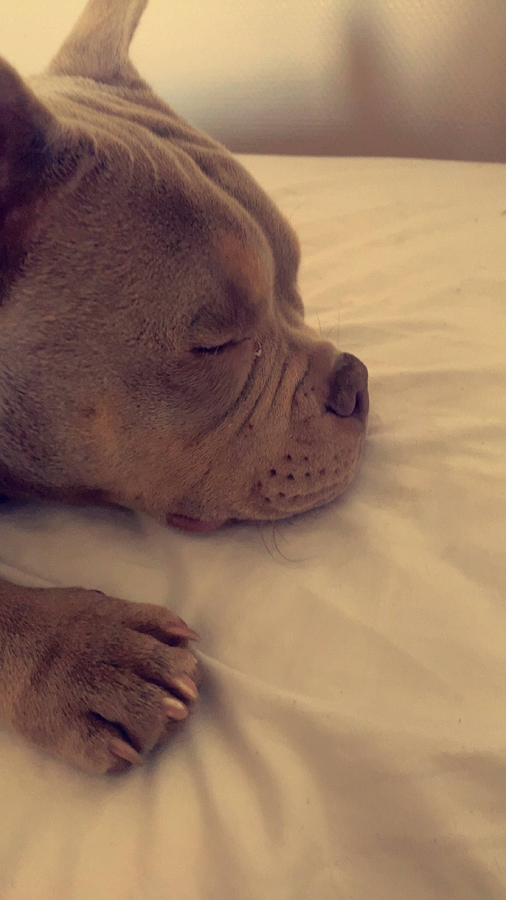 Thor participe au concours pour gagner de l'argent avec cette photo : bulldog, canidae, carnivore, comfort, companion_dog, dog, dog_breed, ear, eye, fawn, foot, fur, liver, snout, sporting_group, terrestrial_animal, whiskers, wood, working_animal, wrinkle