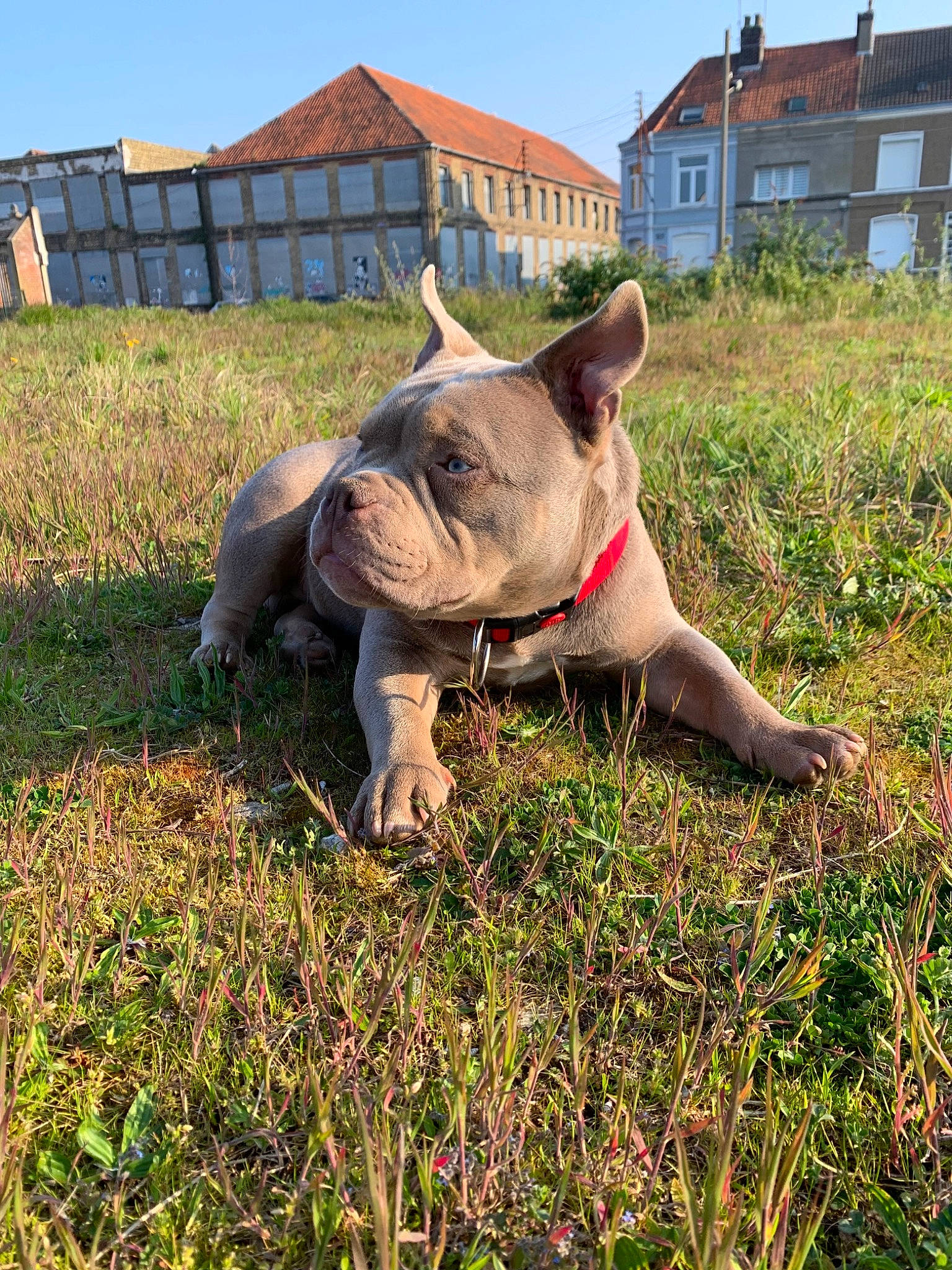 Thor participe au concours pour gagner de l'argent avec cette photo : black_rhinoceros, building, carnivore, companion_dog, dog, dog_breed, fawn, grass, grassland, indian_rhinoceros, plant, rhinoceros, sky, snout, sporting_group, terrestrial_animal, whiskers, window, working_animal, wrinkle