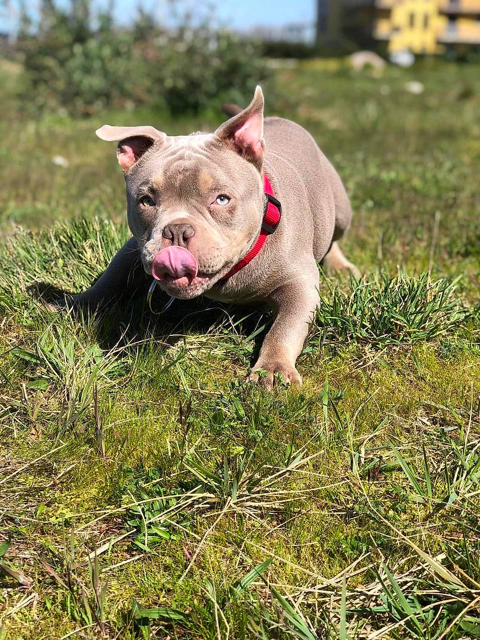 Thor a rejoint le concours — aidez-le/la à gagner de superbes lots ! canidae, carnivore, companion_dog, dog_breed, domestic_pig, fawn, grass, grassland, landscape, livestock, non_sporting_group, pasture, plant, prairie, sky, snout, sporting_group, suidae, terrestrial_animal, wildlife