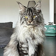 Aiko participe au concours pour gagner de l'argent avec cette photo : animal, calm, cat, domestic_cat, ears, feline, fluffy, fur, household, indoor, long_hair, looking_at_camera, maine_coon, pet, portrait, sitting, tabby, table, whiskers, yellow_eyes
