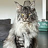 animal, calm, cat, domestic_cat, ears, feline, fluffy, fur, household, indoor, long_hair, looking_at_camera, maine_coon, pet, portrait, sitting, tabby, table, whiskers, yellow_eyes