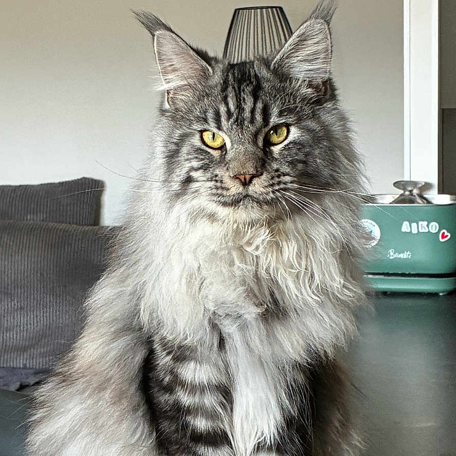 Aiko
