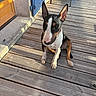 Aiqa a rejoint le concours — aidez-le/la à gagner de superbes lots ! animal, black_and_white, brown_markings, bull_terrier, chair, deck, dog, door, front_view, home, outdoor, patio, pet, pointed_ears, portrait, short_coat, sitting, sunlight, white_chest, wooden_deck
