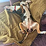 belly_up, black_fur, blanket, brown_fur, couch, cozy, dog, funny_pose, indoor, living_room, mustard_color, paws, pet, playful, portrait, red_collar, relaxed, sleeping, upside_down, white_fur